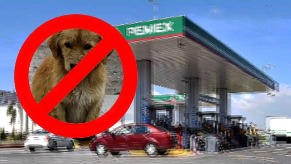 De héroe viral a desempleado: el indignante despido de un gasolinero por bañar perritos en su descanso