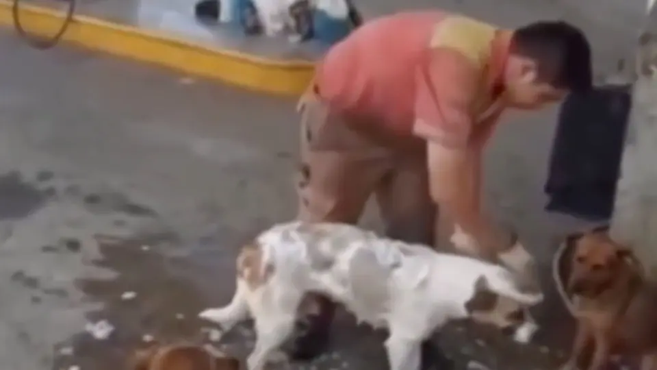El video de 15 segundos donde se observa al despachador bañando a los perritos causó revuelo en las redes / IG: @elyoyodigital