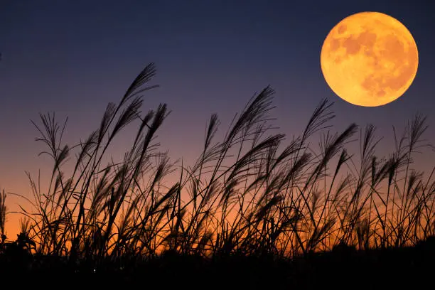 La Luna llena podrá observarse al atardecer cuando aparezca por el horizonte oriental./@pixabay