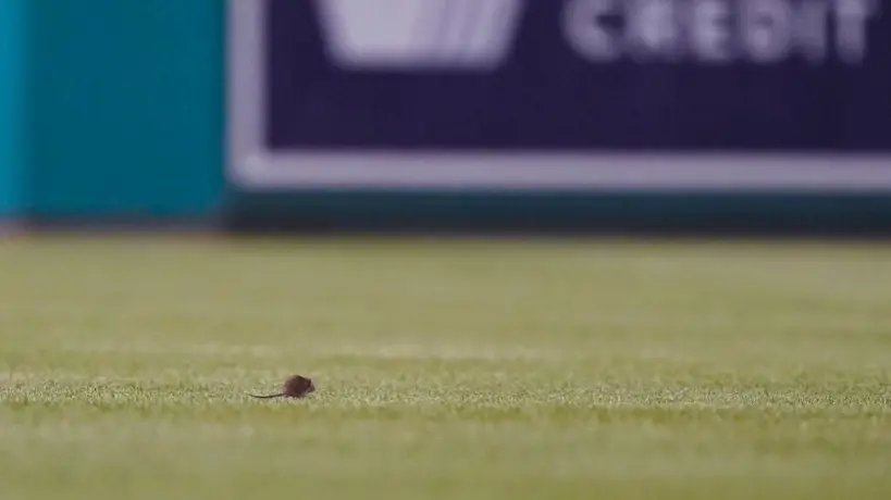 Rata invadió diamante en pleno partido de Mets vs Nationals