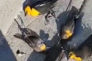 Video: Cientos de aves cayeron muertas en Chihuahua