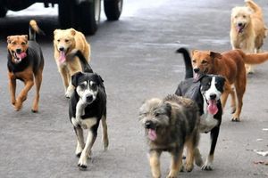 Tultitlán: Hombres detenidos por vender 'tacos de perro' serán juzgados en libertad