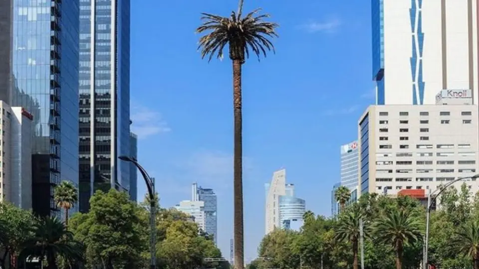 CDMX: Ahuehuete sustituirá a la palmera en el Paseo de la Reforma