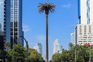 CDMX: Ahuehuete sustituirá a la palmera en el Paseo de la Reforma