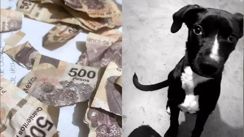 Video: Perrito destruyó los billetes de 500 pesos del aguinaldo de su dueña