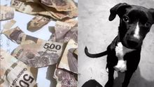Video: Perrito destruyó los billetes de 500 pesos del aguinaldo de su dueña