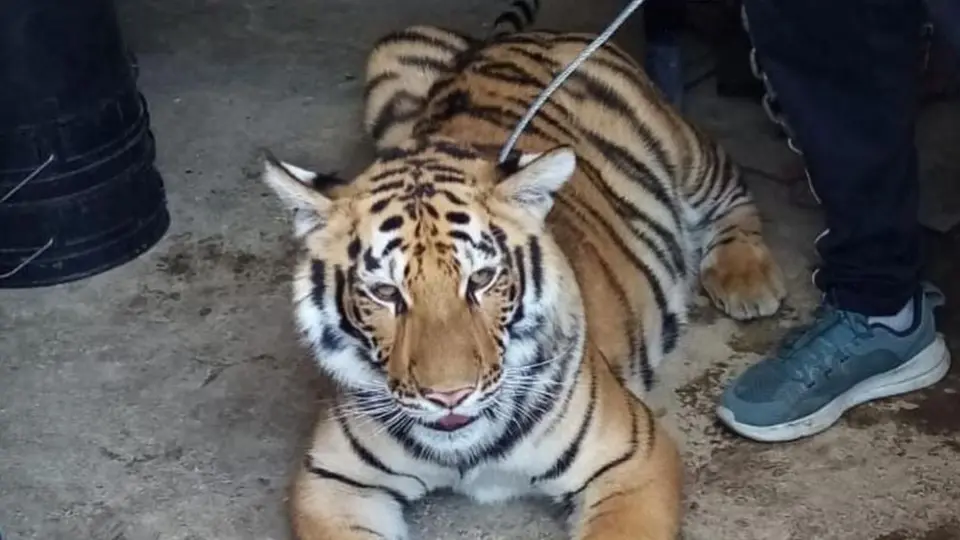 PROFEPA rescató a tigre que se encontraba en vivienda de Chimalhuacán