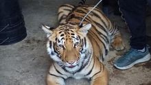 PROFEPA rescató a tigre que se encontraba en vivienda de Chimalhuacán