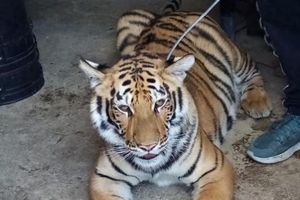 PROFEPA rescató a tigre que se encontraba en vivienda de Chimalhuacán
