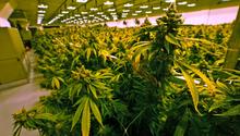 UNAM impartirá diplomado sobre el uso medicinal de la cannabis y los cannabinoides