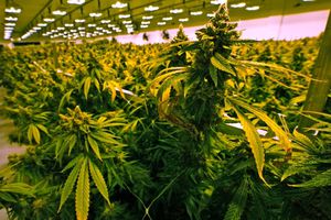 UNAM impartirá diplomado sobre el uso medicinal de la cannabis y los cannabinoides