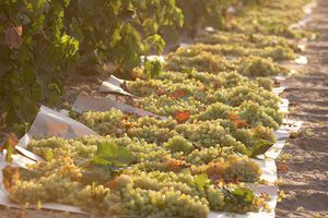 Super Bowl LV: Disfruta del partido con una deliciosas alitas en salsa de chile con pasas