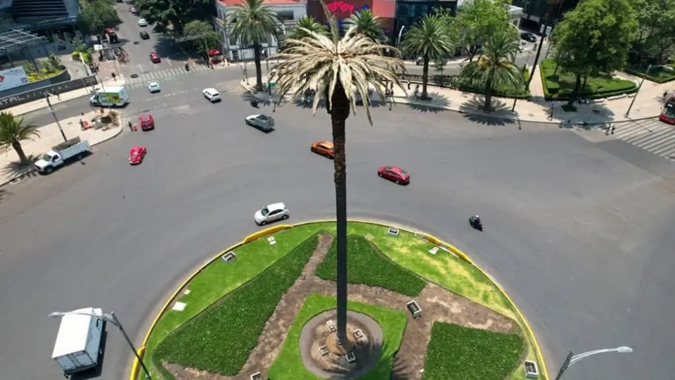 CDMX: Despidieron a la palmera del Paseo de la Reforma con fotos, música y bailes