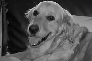 Nalah: Perrita rescatista que participó en el 19S falleció