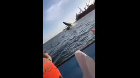 Sinaloa: Ballena saltó sobre embarcación en Topolobampo; cuatro personas heridas