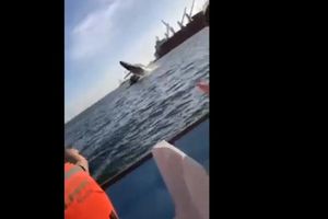 Sinaloa: Ballena saltó sobre embarcación en Topolobampo; cuatro personas heridas