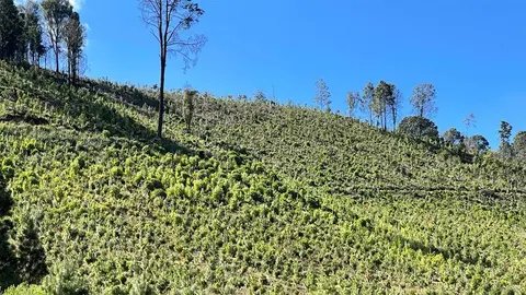 Arroja resultados positivos programa de conservación de bosques de APEAM
