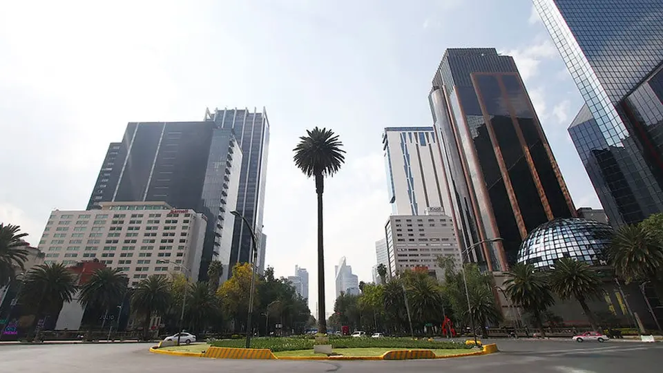Palma de Reforma: ¿Por qué será retirada la icónica palmera de la CDMX?