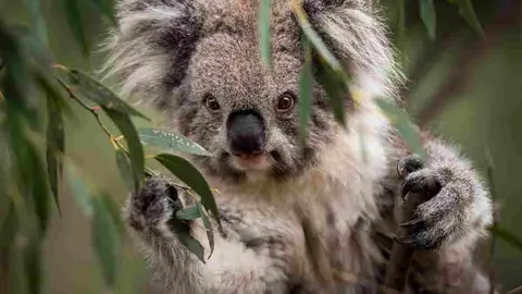 Australia: Declaró al koala como especie en peligro de extinción