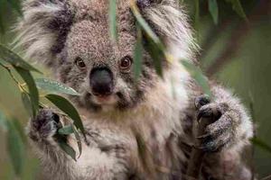 Australia: Declaró al koala como especie en peligro de extinción