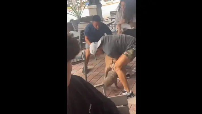 Perro pitbull atacó a chihuahua en restaurante 'Pet Friendly'