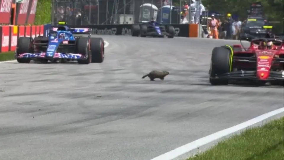Video: Marmota cruzó el circuito durante las prácticas libres del GP de Canadá