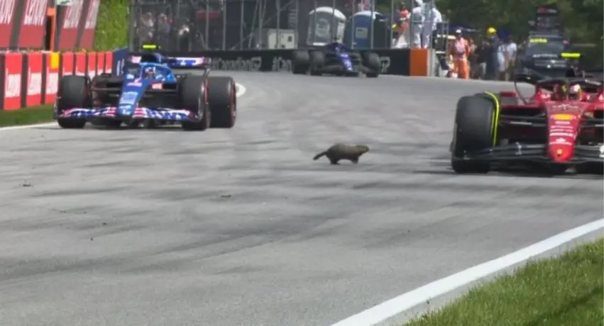 Video: Marmota cruzó el circuito durante las prácticas libres del GP de Canadá