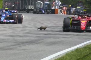 Video: Marmota cruzó el circuito durante las prácticas libres del GP de Canadá