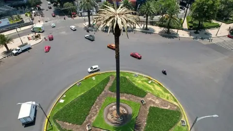 CDMX: Palmera del Paseo de la Reforma fue retirada de su glorieta