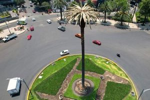 CDMX: Palmera del Paseo de la Reforma fue retirada de su glorieta