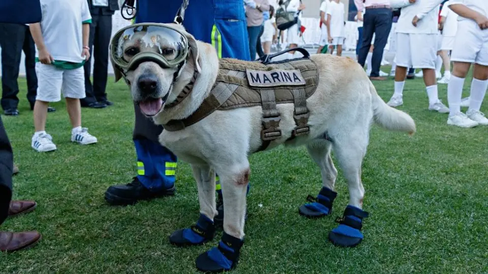Frida: Perrita rescatista en sismos del 2017, se encuentra "delicada" de salud