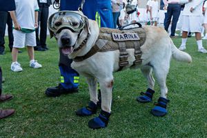 Frida: Perrita rescatista en sismos del 2017, se encuentra "delicada" de salud