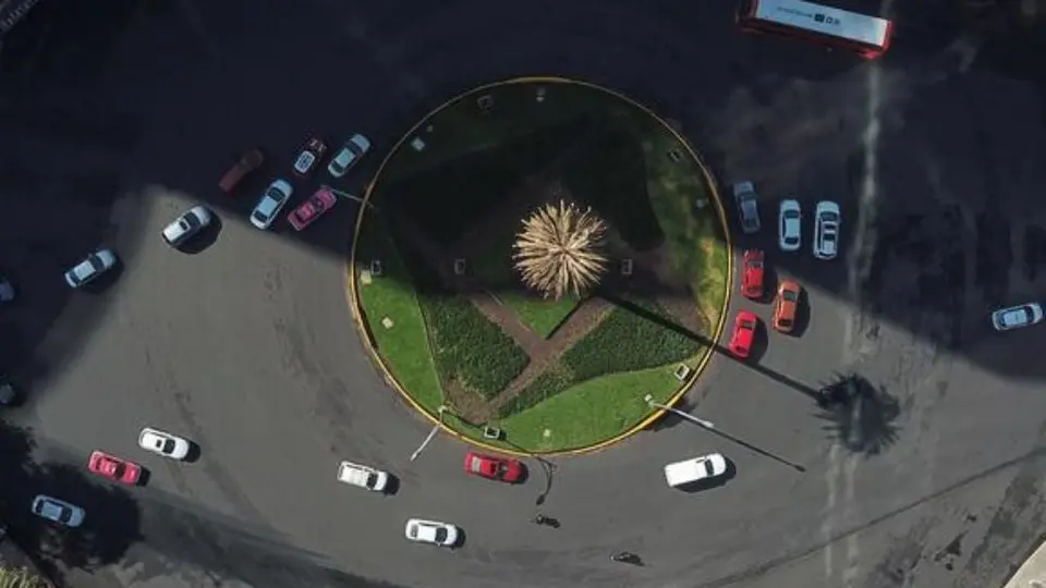 Glorieta de la Palma: ¿Cómo participar en la consulta para elegir el nuevo árbol en Reforma?
