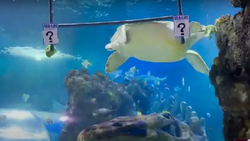 Champions League: Tortuga 'Yellow' lanzó predicción de Liverpool Campeón