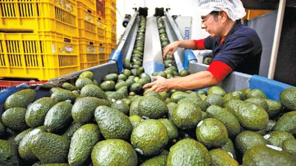 Estados Unidos suspendió importación de aguacate de México