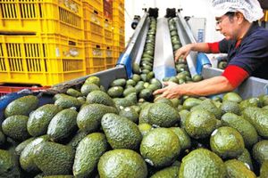 Estados Unidos suspendió importación de aguacate de México
