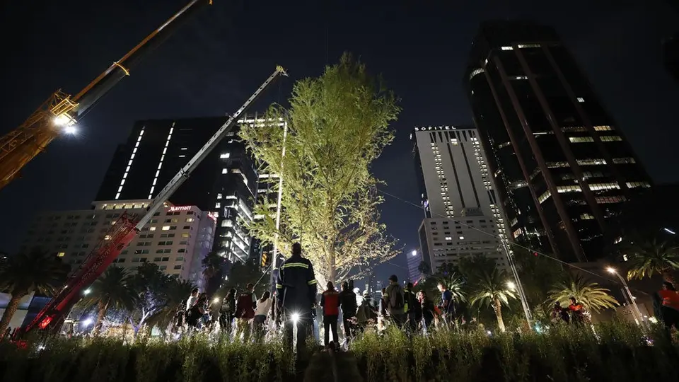 CDMX: Ahuehuete sustituto de la Palma, fue plantado en Paseo de la Reforma