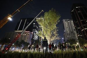 CDMX: Ahuehuete sustituto de la Palma, fue plantado en Paseo de la Reforma