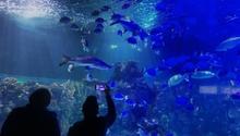 Acuario Inbursa: Falleció bióloga-buzo dentro de un estanque