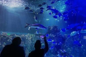 Acuario Inbursa: Falleció bióloga-buzo dentro de un estanque