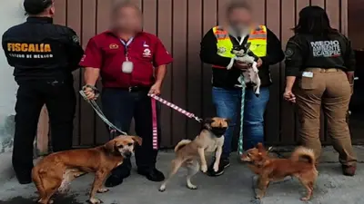 Así fue el rescate de 39 animales de inmueble en Ecatepec