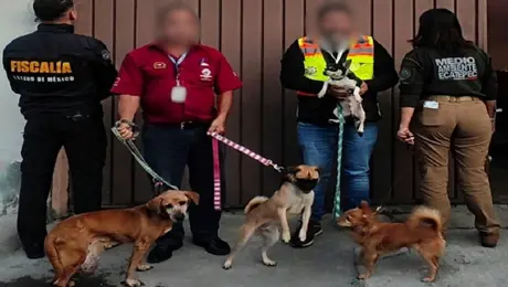 Así fue el rescate de 39 animales de inmueble en Ecatepec