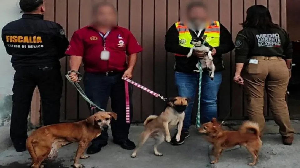 Así fue el rescate de 39 animales de inmueble en Ecatepec