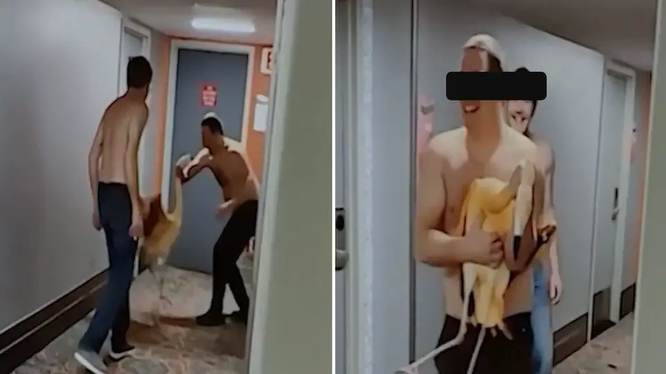 Turista roba un flamenco de un hotel en Las Vegas y podría pasar 4 años en prisión