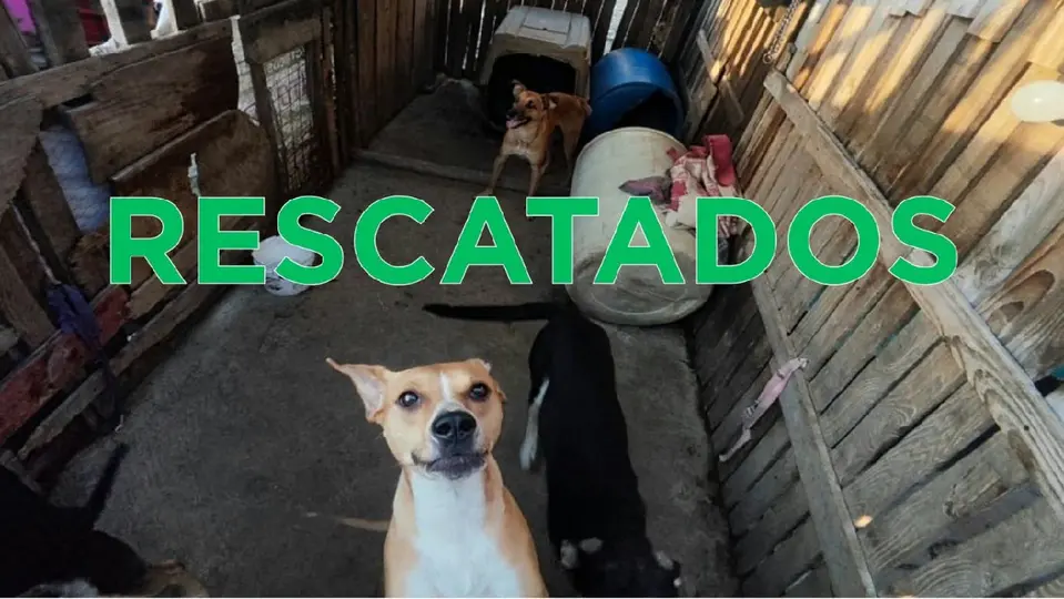 Un total de 39 animales domésticos, entre ellos 33 perros y seis gatos, fueron rescatados / Especial
