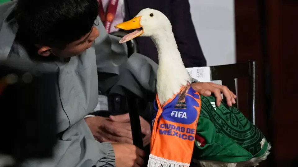 Merlín pasó de ser una mascota familiar a convertirse en uno de los fenómenos virales más comentados de la Copa Mundial 2026./ AP