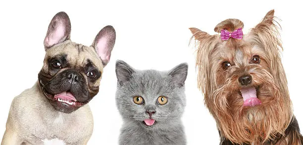 Perros y gatos fueron incluidos en un estudio sobre resistencia bacteriana a los antibióticos./@pixabay