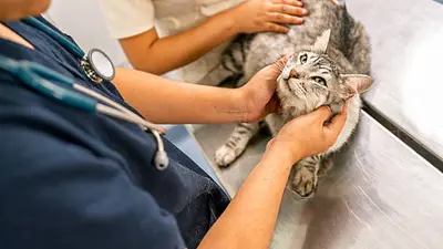 Michi Fest 2026: preparan jornada gratuita de esterilización para gatos en CDMX