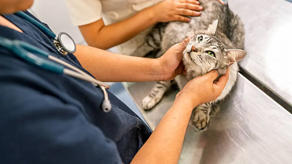 Michi Fest 2026: preparan jornada gratuita de esterilización para gatos en CDMX