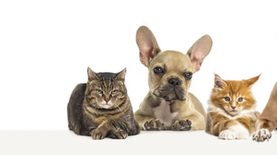 ¿Tu mascota puede portar bacterias resistentes a antibióticos? Esto se encontró
